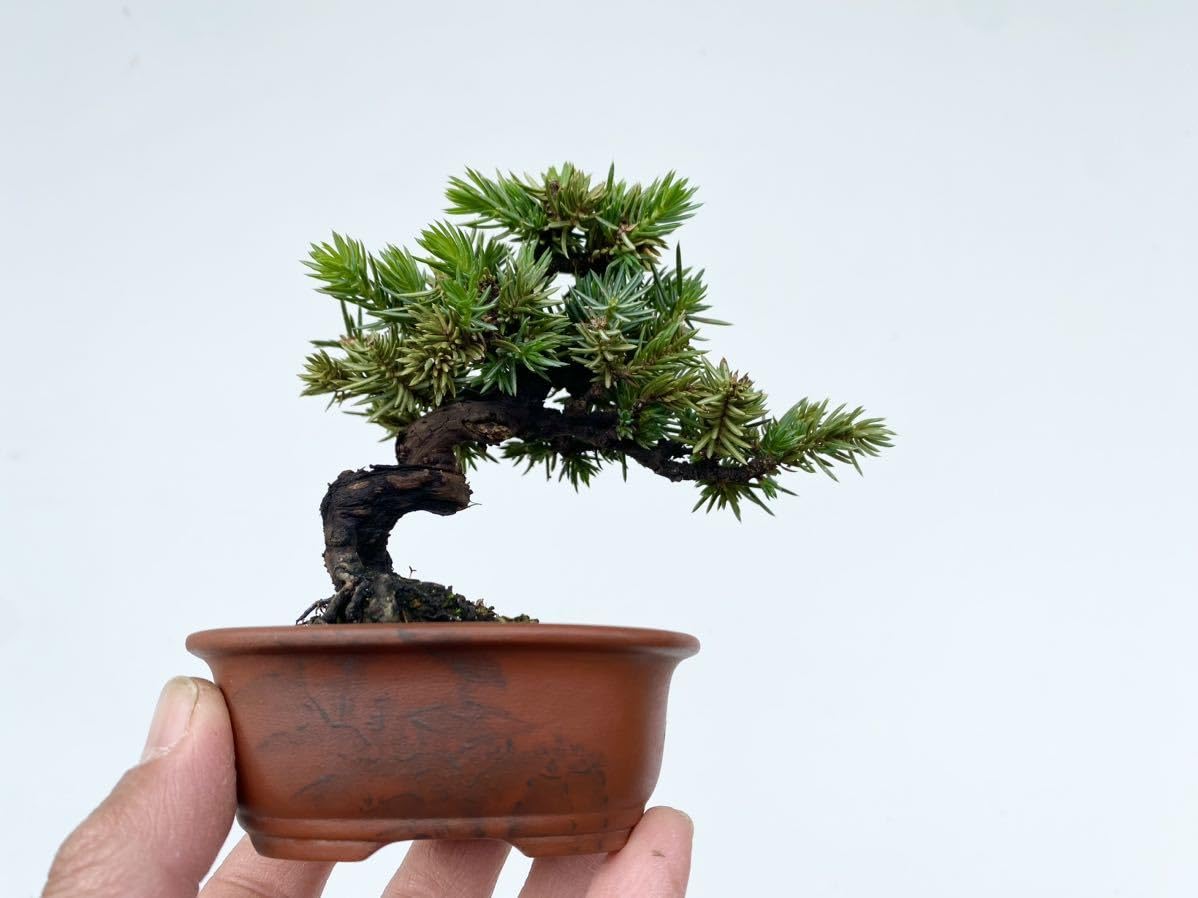 白木盆栽園　山採り　黒松　樹高72センチ　盆栽黒松赤松五葉松真柏雑木趣味観葉植物 白木盆栽園 四国黒松 樹高31センチ 盆栽黒松赤松五葉松真柏雑木趣味